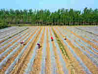 Farmers are managing watermelon seedlings in a field in Binzhou, China, on April 18, 2024. (