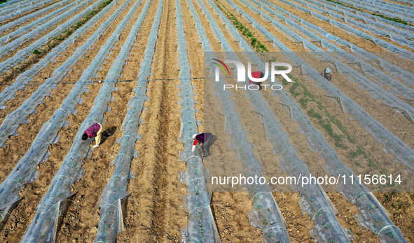 Farmers are managing watermelon seedlings in a field in Binzhou, China, on April 18, 2024. 