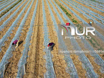 Farmers are managing watermelon seedlings in a field in Binzhou, China, on April 18, 2024. (