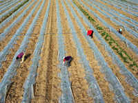 Farmers are managing watermelon seedlings in a field in Binzhou, China, on April 18, 2024. (