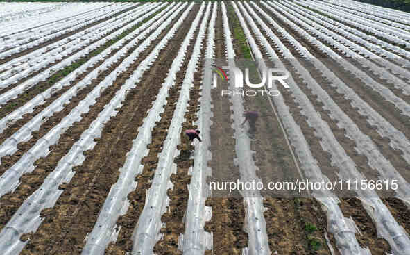 Farmers are managing watermelon seedlings in a field in Binzhou, China, on April 18, 2024. 