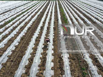 Farmers are managing watermelon seedlings in a field in Binzhou, China, on April 18, 2024. (