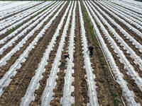 Farmers are managing watermelon seedlings in a field in Binzhou, China, on April 18, 2024. (