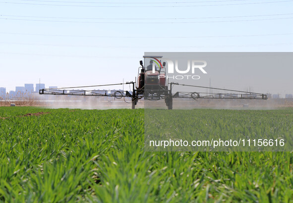 A farmer is spraying pesticide on wheat in Binzhou, China, on April 18, 2024. 