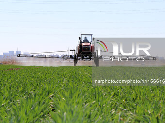 A farmer is spraying pesticide on wheat in Binzhou, China, on April 18, 2024. (