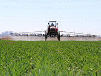 A farmer is spraying pesticide on wheat in Binzhou, China, on April 18, 2024. (