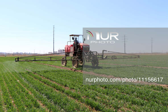 A farmer is spraying pesticide on wheat in Binzhou, China, on April 18, 2024. 