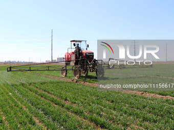 A farmer is spraying pesticide on wheat in Binzhou, China, on April 18, 2024. (