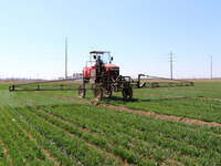 A farmer is spraying pesticide on wheat in Binzhou, China, on April 18, 2024. (