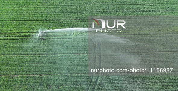 Farmland is being irrigated in Zouping, China, on April 18, 2024. 