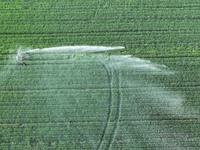 Farmland is being irrigated in Zouping, China, on April 18, 2024. (