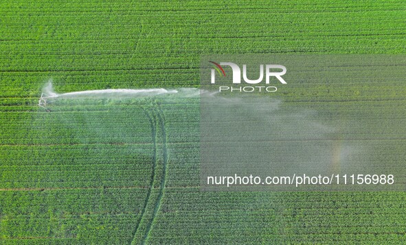 Farmland is being irrigated in Zouping, China, on April 18, 2024. 