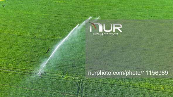 Farmland is being irrigated in Zouping, China, on April 18, 2024. 