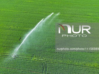 Farmland is being irrigated in Zouping, China, on April 18, 2024. (