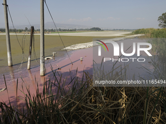 A view of the pink water in Lake Chalco-Xico, State of Mexico, is seen here. This Sunday is World Earth Day, which the United Nations declar...