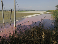 A view of the pink water in Lake Chalco-Xico, State of Mexico, is seen here. This Sunday is World Earth Day, which the United Nations declar...