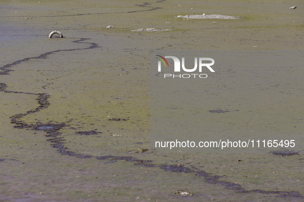 A tire is seen in Lake Chalco-Xico, State of Mexico. This Sunday marks World Earth Day, which the United Nations declared as World Mother Ea...