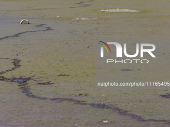 A tire is seen in Lake Chalco-Xico, State of Mexico. This Sunday marks World Earth Day, which the United Nations declared as World Mother Ea...