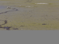 A tire is seen in Lake Chalco-Xico, State of Mexico. This Sunday marks World Earth Day, which the United Nations declared as World Mother Ea...