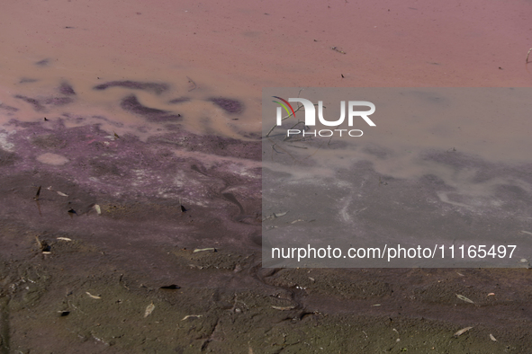 A view of the pink water and a dry section of Lake Chalco-Xico in the State of Mexico is seen here. This Sunday is World Earth Day, which th...