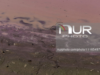 A view of the pink water and a dry section of Lake Chalco-Xico in the State of Mexico is seen here. This Sunday is World Earth Day, which th...