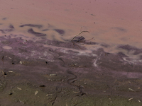 A view of the pink water and a dry section of Lake Chalco-Xico in the State of Mexico is seen here. This Sunday is World Earth Day, which th...