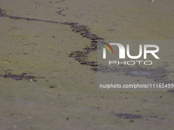 A dry section of Lake Chalco-Xico is seen in the State of Mexico. Today, on World Earth Day, people are commemorating the occasion which dat...