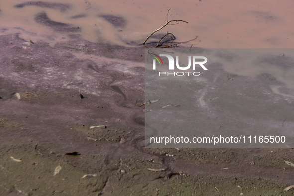 A view of the pink water and a dry section of Lake Chalco-Xico in the State of Mexico is seen here. This Sunday is World Earth Day, which th...