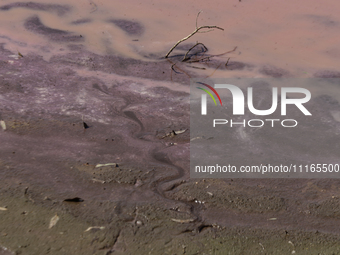 A view of the pink water and a dry section of Lake Chalco-Xico in the State of Mexico is seen here. This Sunday is World Earth Day, which th...