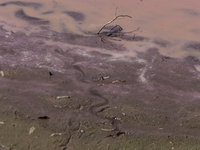 A view of the pink water and a dry section of Lake Chalco-Xico in the State of Mexico is seen here. This Sunday is World Earth Day, which th...