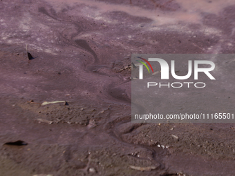 A view of the pink water and a dry section of Lake Chalco-Xico in the State of Mexico is seen here. This Sunday is World Earth Day, which th...