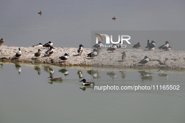 Birds are seen at Lake Chalco-Xico in the State of Mexico. This Sunday is World Earth Day, which the United Nations declared on April 22 bac...