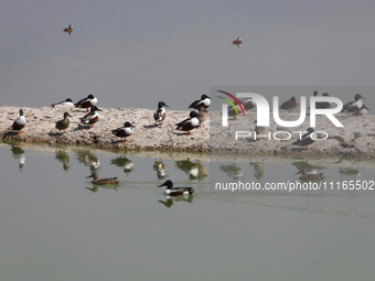 Birds are seen at Lake Chalco-Xico in the State of Mexico. This Sunday is World Earth Day, which the United Nations declared on April 22 bac...