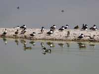 Birds are seen at Lake Chalco-Xico in the State of Mexico. This Sunday is World Earth Day, which the United Nations declared on April 22 bac...