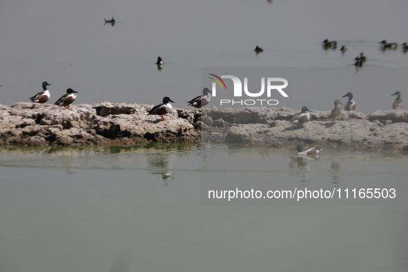 Birds are seen at Lake Chalco-Xico in the State of Mexico. This Sunday is World Earth Day, which the United Nations declared on April 22 bac...