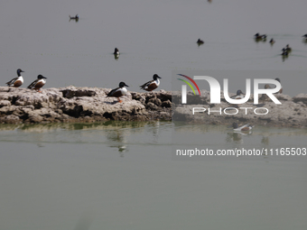 Birds are seen at Lake Chalco-Xico in the State of Mexico. This Sunday is World Earth Day, which the United Nations declared on April 22 bac...