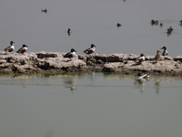 Birds are seen at Lake Chalco-Xico in the State of Mexico. This Sunday is World Earth Day, which the United Nations declared on April 22 bac...