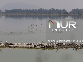 Birds are seen at Lake Chalco-Xico in the State of Mexico. This Sunday is World Earth Day, which the United Nations declared on April 22 bac...