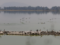 Birds are seen at Lake Chalco-Xico in the State of Mexico. This Sunday is World Earth Day, which the United Nations declared on April 22 bac...