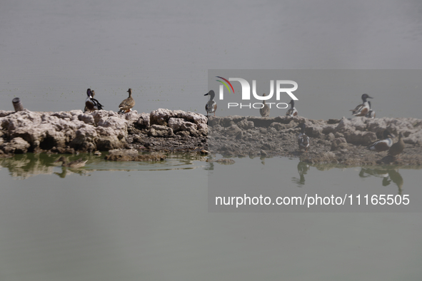 Birds are seen at Lake Chalco-Xico in the State of Mexico. This Sunday is World Earth Day, which the United Nations declared on April 22 bac...