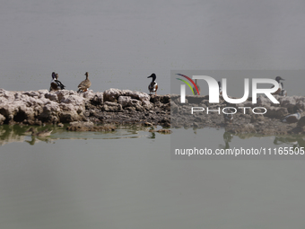 Birds are seen at Lake Chalco-Xico in the State of Mexico. This Sunday is World Earth Day, which the United Nations declared on April 22 bac...