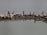 Birds are seen at Lake Chalco-Xico in the State of Mexico. This Sunday is World Earth Day, which the United Nations declared on April 22 bac...