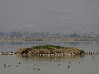 Birds are seen at Lake Chalco-Xico in the State of Mexico. This Sunday is World Earth Day, which the United Nations declared on April 22 bac...