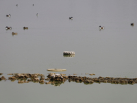 A tire is seen in Lake Chalco-Xico, State of Mexico. This Sunday marks World Earth Day, which the United Nations declared as World Mother Ea...