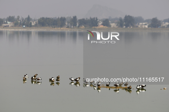 Birds are seen at Lake Chalco-Xico in the State of Mexico. This Sunday is World Earth Day, which the United Nations declared on April 22 bac...