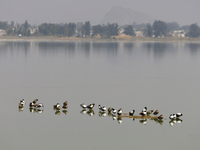 Birds are seen at Lake Chalco-Xico in the State of Mexico. This Sunday is World Earth Day, which the United Nations declared on April 22 bac...