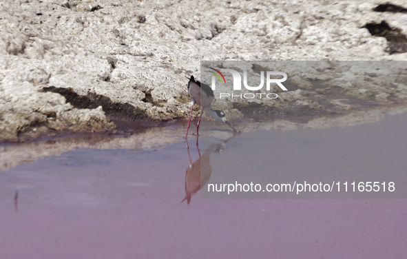 Birds are drinking pink water from a dry part of Lake Chalco-Xico in the State of Mexico. This Sunday marks World Earth Day, which the Unite...