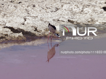 Birds are drinking pink water from a dry part of Lake Chalco-Xico in the State of Mexico. This Sunday marks World Earth Day, which the Unite...