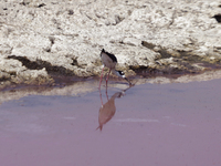 Birds are drinking pink water from a dry part of Lake Chalco-Xico in the State of Mexico. This Sunday marks World Earth Day, which the Unite...