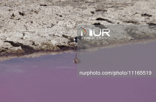 Birds are drinking pink water from a dry part of Lake Chalco-Xico in the State of Mexico. This Sunday marks World Earth Day, which the Unite...